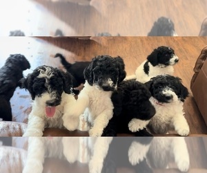 Goldendoodle Litter for sale in LINCOLN, NE, USA