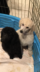 Poodle (Standard) Litter for sale in DALLAS, TX, USA
