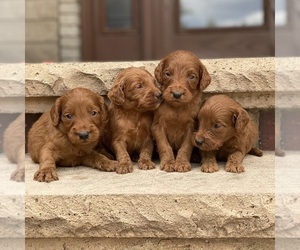 Goldendoodle Litter for sale in WOLCOTT, IN, USA
