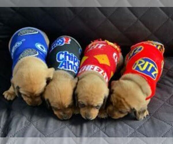 Medium Photo #1 Dachshund Puppy For Sale in OWOSSO, MI, USA