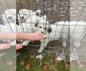 Great Pyrenees Litter for sale in DOVER, DE, USA