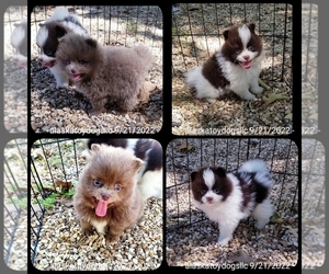 Pomeranian Litter for sale in MOUNTAIN HOME, AR, USA