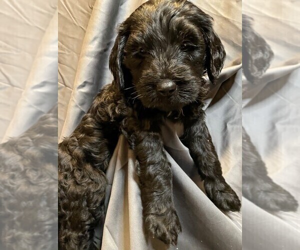 Medium Photo #1 Goldendoodle Puppy For Sale in GRABILL, IN, USA
