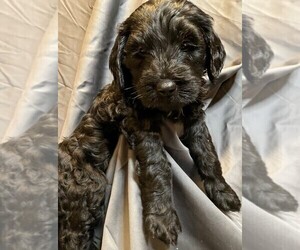 Goldendoodle Litter for sale in GRABILL, IN, USA