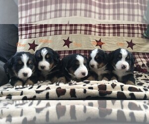 Bernese Mountain Dog Litter for sale in CLARE, MI, USA