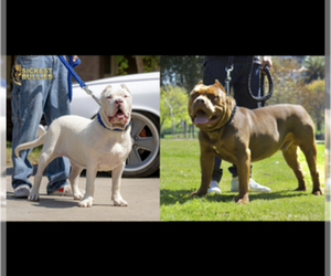 American Bully Litter for sale in JURUPA VALLEY, CA, USA