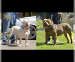 Small Photo #1 American Bully Puppy For Sale in JURUPA VALLEY, CA, USA