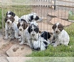 Small Poodle (Standard)-Wirehaired Pointing Griffon Mix