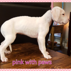Dogo Argentino Litter for sale in PLACERVILLE, CA, USA