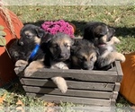 Small Photo #1 German Shepherd Dog Puppy For Sale in JOPLIN, MO, USA