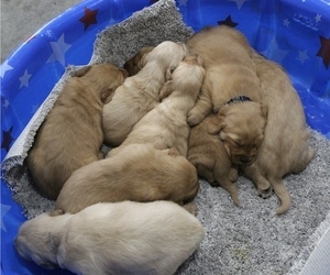 Golden Retriever Litter for sale in MALINTA, OH, USA