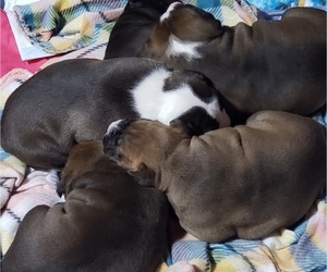 American Bully Litter for sale in CHITTENANGO, NY, USA