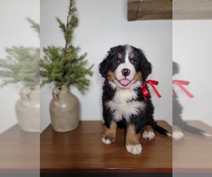 Bernese Mountain Dog Litter for sale in CUBA CITY, WI, USA