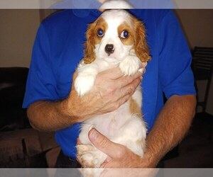Cavalier King Charles Spaniel Litter for sale in HOWLAND, OH, USA