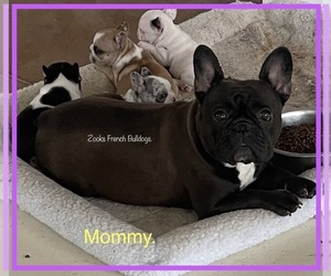 French Bulldog Litter for sale in FORT PLAIN, NY, USA