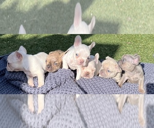 French Bulldog Litter for sale in CHULA VISTA, CA, USA