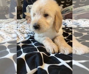 Goldendoodle Litter for sale in WAKE FOREST, NC, USA