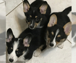 Small Photo #1 Pembroke Welsh Corgi Puppy For Sale in CHINA SPRING, TX, USA