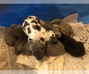 Great Dane Litter for sale in ELLWOOD CITY, PA, USA