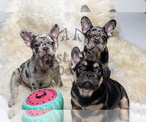 French Bulldog Litter for sale in WOODLAND HILLS, CA, USA