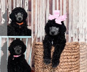Poodle (Standard) Litter for sale in BUTLER, PA, USA