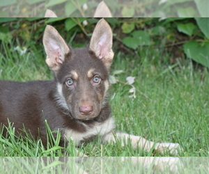 German Shepherd Dog Litter for sale in RIVERDALE, MD, USA