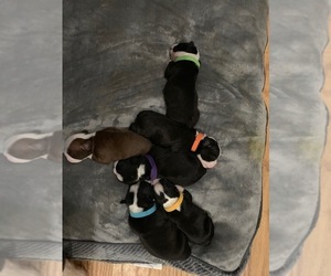 Boston Terrier Litter for sale in NEW BEDFORD, MA, USA