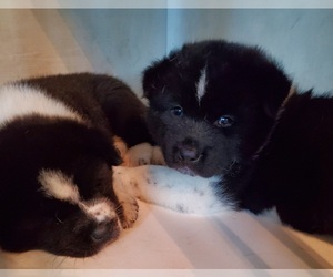 Akita Litter for sale in MOUNT UNION, PA, USA
