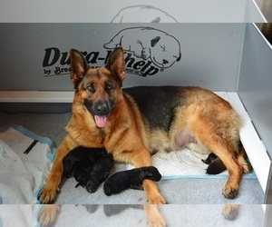 German Shepherd Dog Litter for sale in WATKINS GLEN, NY, USA