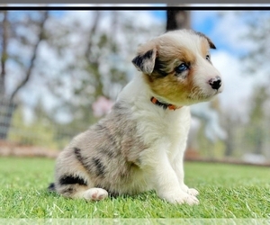 Border Collie Litter for sale in MARIPOSA, CA, USA