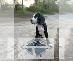Small Great Dane