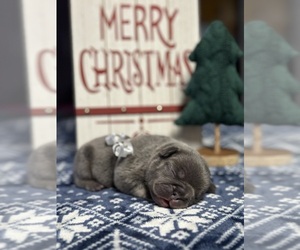 French Bulldog Litter for sale in MYRTLE BEACH, SC, USA