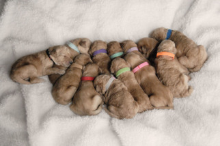 Goldendoodle Litter for sale in NORTH BEND, OR, USA