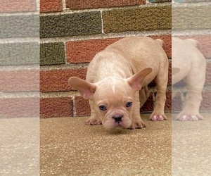 French Bulldog Litter for sale in FERGUSON, MO, USA