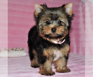 Yorkshire Terrier Litter for sale in DADE CITY, FL, USA