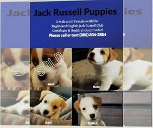 Jack Russell Terrier Litter for sale in ORANGE CITY, FL, USA