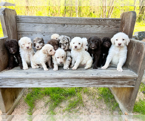 Labradoodle Litter for sale in HARTMAN, AR, USA