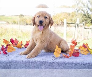 Golden Retriever Litter for sale in DUNDEE, OH, USA