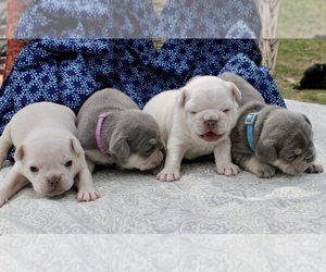 French Bulldog Litter for sale in RICHLAND, IA, USA