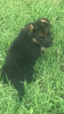 German Shepherd Dog Litter for sale in ROEBUCK, SC, USA