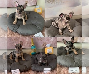 French Bulldog Litter for sale in YOUNGSTOWN, OH, USA