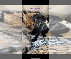 Labrador Retriever Litter for sale in CITY OF SPOKANE VALLEY, WA, USA