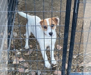 Jack Russell Terrier Litter for sale in BOISE, ID, USA