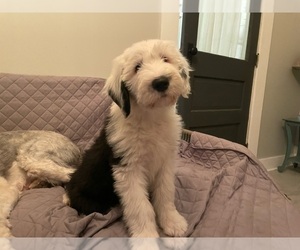 Old English Sheepdog Litter for sale in GREENFIELD, IN, USA