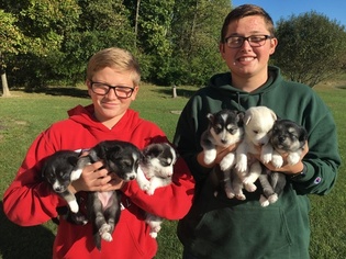 Pomsky Litter for sale in NEW CARLISLE, OH, USA