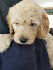 Goldendoodle Litter for sale in BURTON, OH, USA