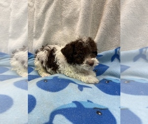 Poodle (Toy) Litter for sale in HOPKINSVILLE, KY, USA