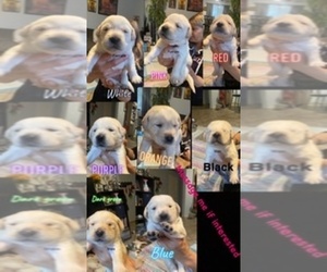Golden Labrador Litter for sale in VISALIA, CA, USA