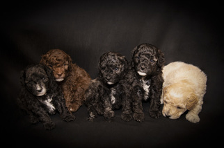 Poodle (Miniature) Litter for sale in NORRISTOWN, PA, USA