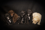 Small Photo #1 Poodle (Miniature) Puppy For Sale in NORRISTOWN, PA, USA
